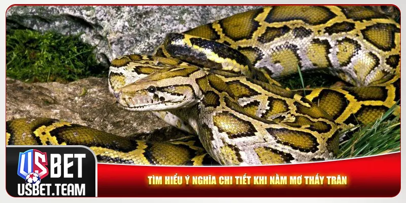 Tìm hiểu ý nghĩa chi tiết khi nằm mơ thấy trăn