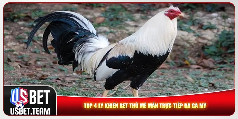 Top 4 lý khiến bet thủ mê mẩn trực tiếp đá gà Mỹ 