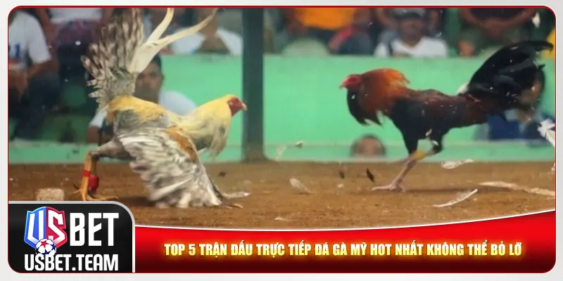 Top 5 trận đấu trực tiếp đá gà Mỹ hot nhất không thể bỏ lỡ 