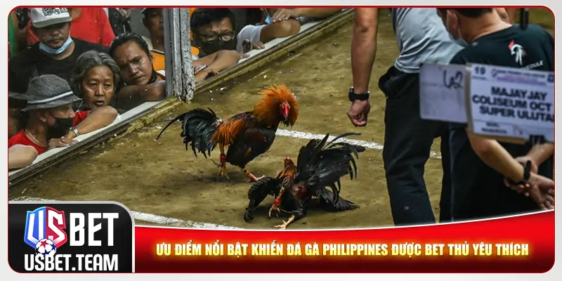 Ưu điểm nổi bật khiến đá gà Philippines được game thủ yêu thích